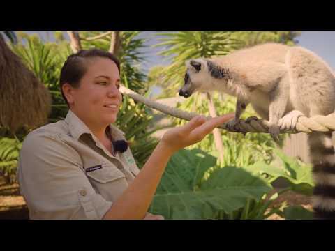 Learn all about Ring-Tailed Lemurs