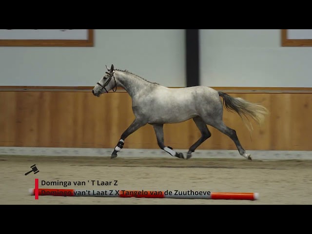 Dominga van't Laar Z