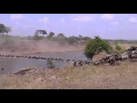 The Migration at Singita Mara River Tented Camp