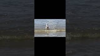 ZwillingsBlick - Kind der Nachkriegsgeneration ... neuntes Buch vor Fertigstellung