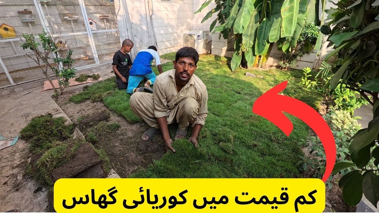 Carpet Grass in Low Price | Lawn Decoration | Korean Grass | Ameriacn Grass | Plant Nursery