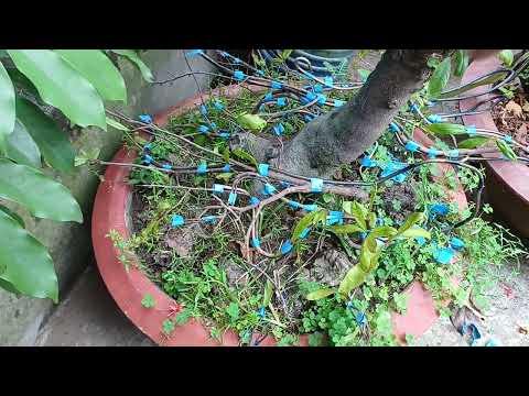 Lá Mai Già Xã Tàng Cây Khỏe