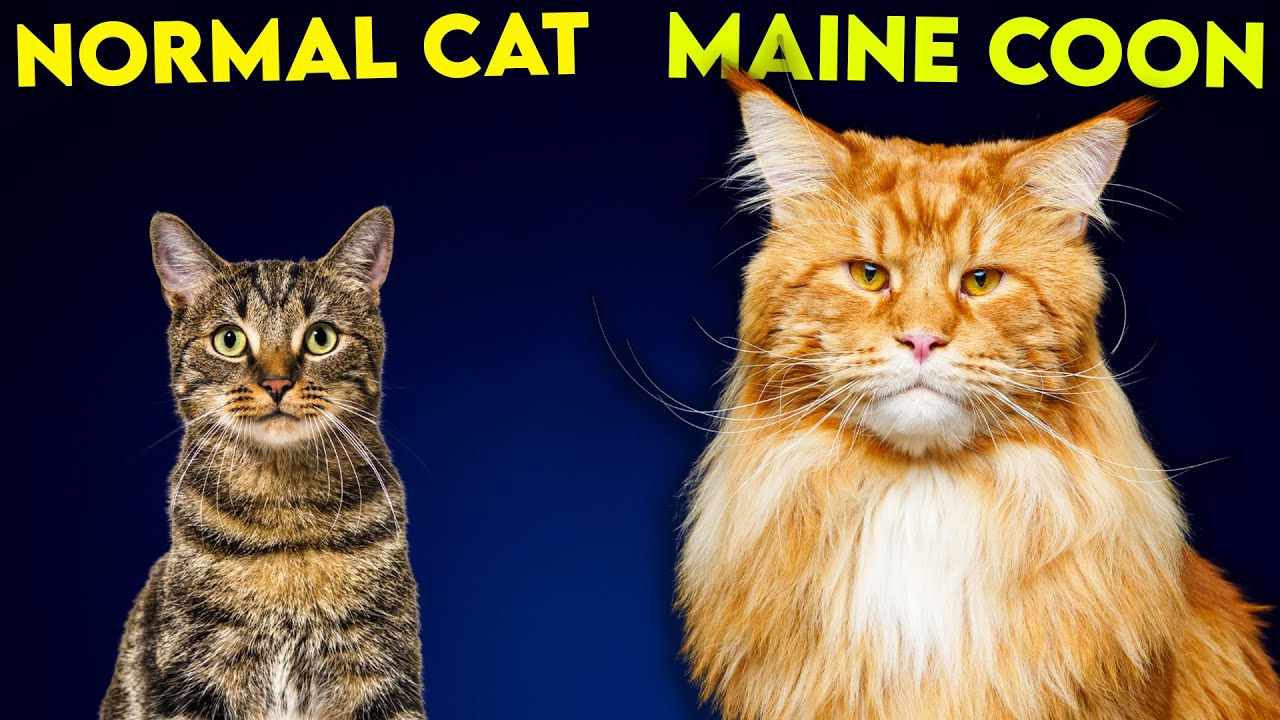 Maine Coon Cat Vs Normal Cat - So Different You'll Be SHOCKED