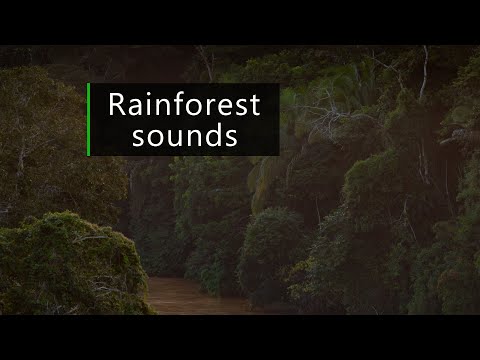 Dusk by the river in the Amazon rainforest - Jungle sounds