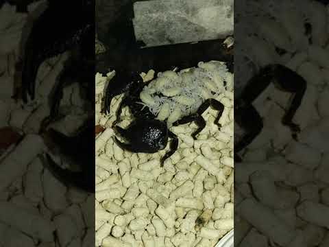 Baby emperor scorpions born today