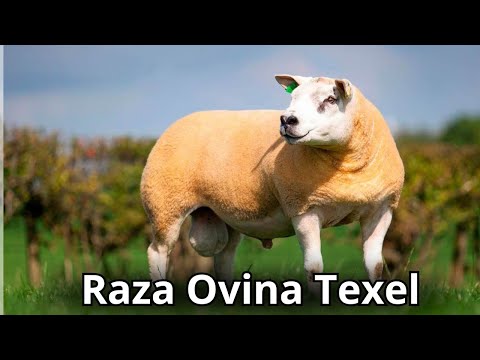 , title : 'Raza ovina Texel | origen, características y producción 🐑'