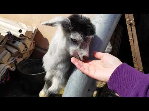 Trei pui de capre de la Grădina Zoologică sunt foarte drăguți și jucăuși 🐐❤️🐐🧡🐐