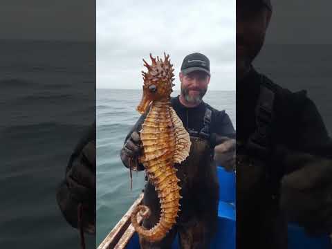 I Almost Missed Him! 🕵️‍♂️🌊