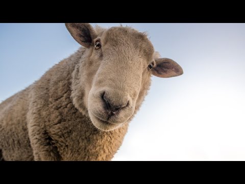 , title : 'LE CRI DU MOUTON🐑 LE MOUTON QUI BELE au Parc Malbosc à Montpellier'