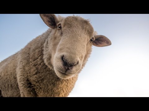 LE CRI DU MOUTON🐑 LE MOUTON QUI BELE