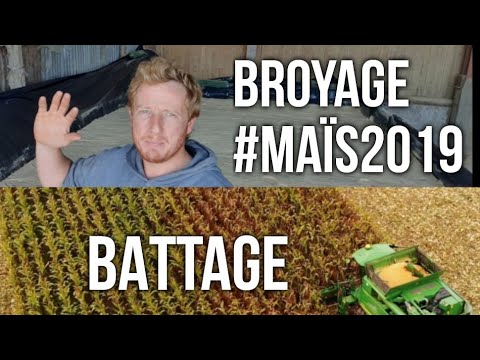 Comment se déroulent le battage et le broyage du maïs ? 