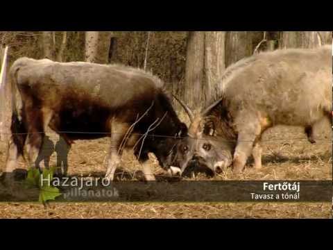 Hazajáró pillanatok - Fertőtáj