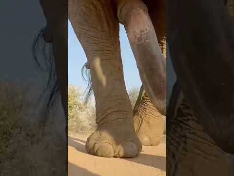 #watch #how long #dac