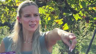 Bumble Bee Seafoods “Picnic of the Bumblebee” by Walt | Tuna Cans Film 