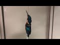 De ontdooide ijsvogel (Video: Kees Moeliker)