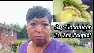 RIPENING Tomato Plants for a Bountiful Harvest?