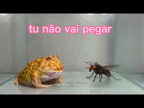 Cururu toad fighting with a bee, funny talking frog duel, frog eating