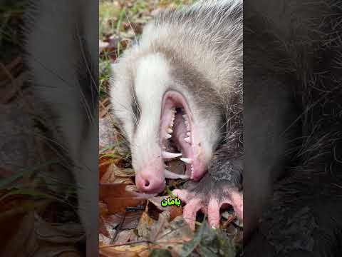 هذه الحيوانات التي خلقها الله تتظاهر بالموت — والأخير هو الأكثر مرحًا,😲#معلومات