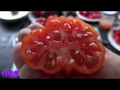 , title : '⟹ Costoluto Genovese Tomato | Solanum lycopersicum | Tomato Review'