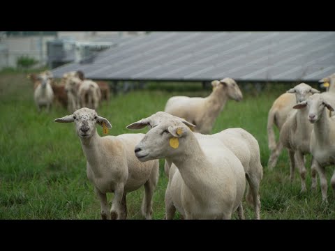 Environment Matters - Combining Agriculture with Solar Power Generation