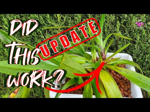 Why I Pot My Slipper Orchids SO Low | My Slipper Orchid FAIL (But I Fixed It!) #ninjaorchids
