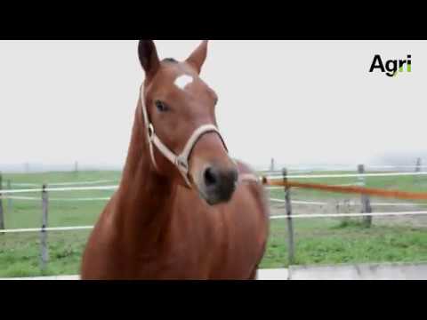 Elevage équin - Le Franches-Montagnes