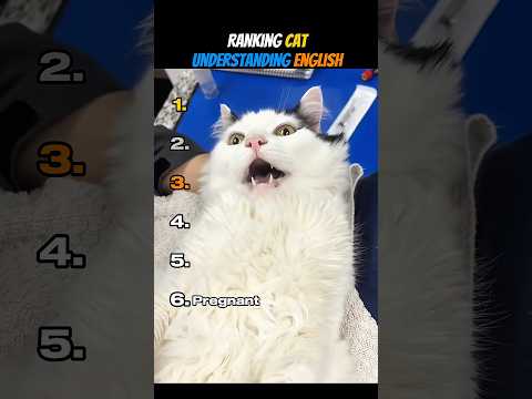 Ranking Cat Understanding English (New)