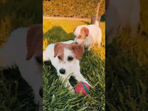 Jack-Russell-Terrier Welpe kaufen