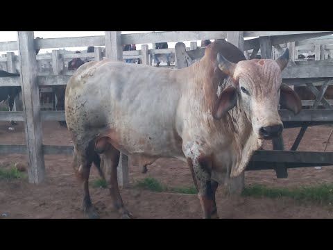 Feira de gado em Dois Riachos Alagoas 29/07/26#nordeste