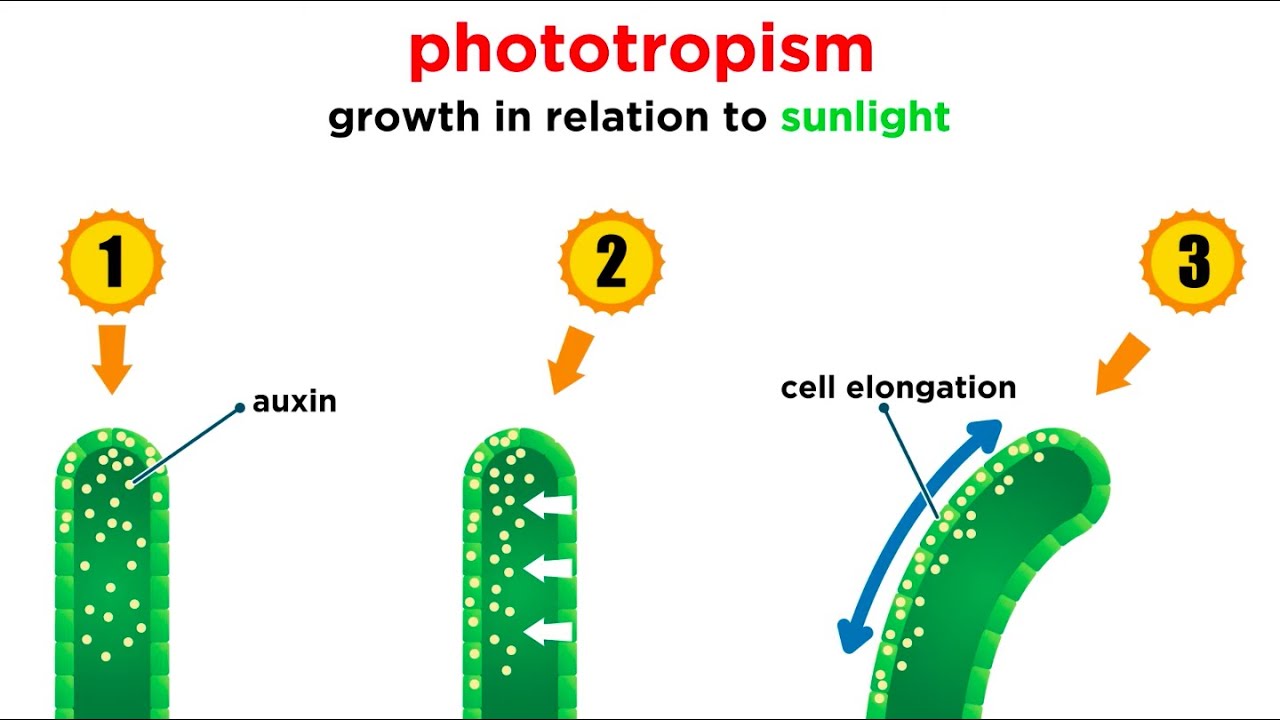 Mechanisms of Plant Growth