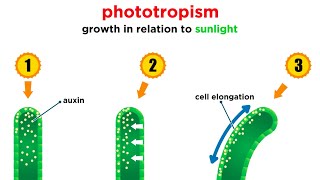 Phototropism Video Tutorial & Practice | Pearson+ Channels Phototropism Video Tutorial & Practice | Pearson+ Channels