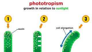 Mechanisms of Plant Growth