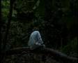 Creepy Scary Irish Ghost Or Banshee On Halloween ...