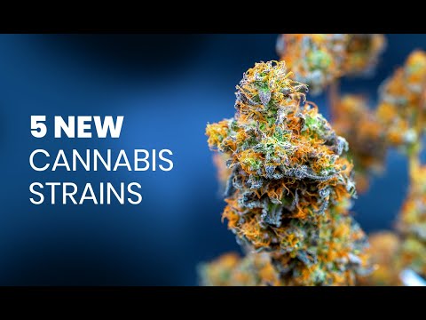 , title : 'Best New Genetic Cannabis Strains'