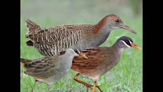 Download lagu Suara pikat campuran burung Sintar beker dan Tikusan alis putih mp3