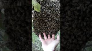 Правильные пчёлы, которые делают правильный мёд!!!