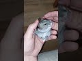 Is Hamster Bite DANGEROUS Shorts