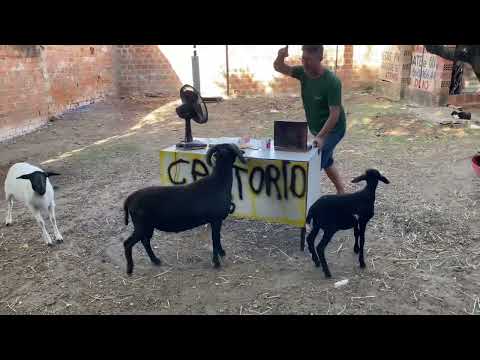 THEY PUT THE NOTARY CLERK TO DEATH 💀 | carneirochico