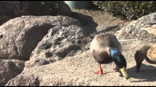 Walking Around Blackhawk Plaza Volume 3