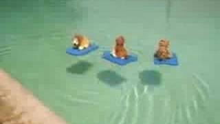 Webkinz Music Video: Dream On (Brooke White)