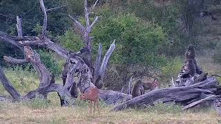 Baboons on a Broken Tree | Ranger Insights