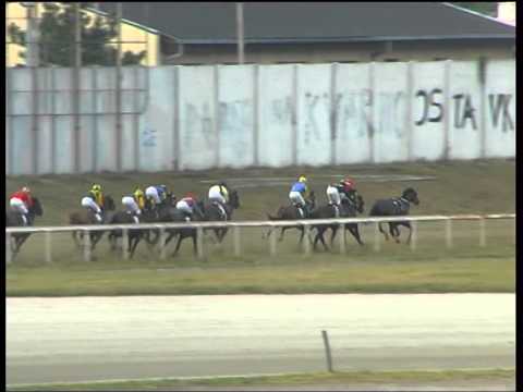 81. Pepsi galopski Derbi - Hipodrom Beograd - 2003.