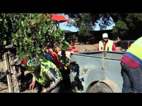 Behind the Wine Part Three: Transporting the Grapes