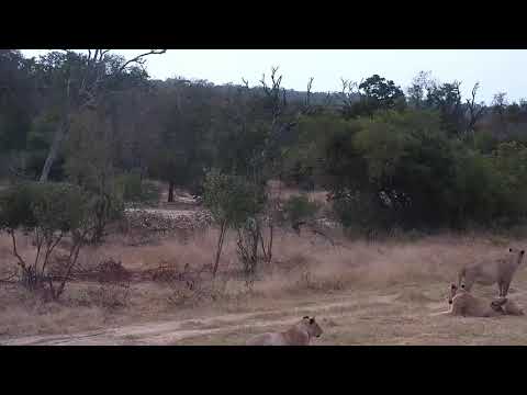 Djuma: Lions-Talamati Pride-Pt:2 with Hippo watching - 06:32 - 06/04/21