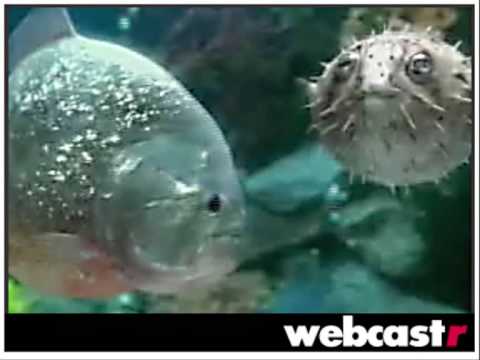 Chemical Brothers vs Seaun Paul