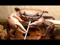 Crab vs Toothpick 