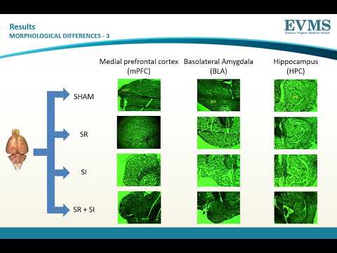 Thumbnail image of video presentation for Effects of Social Isolation and Space Radiation on Brain Morphology in Rats