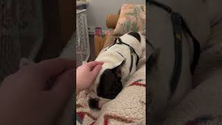 Video preview image #1 French Bulldog Puppy For Sale in Bellevue, WA, USA