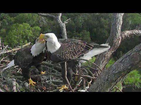 AEFN NEFL~Love or War is in the air 🤣Samson is doing his best~8:56 a.m. 2022/09/25