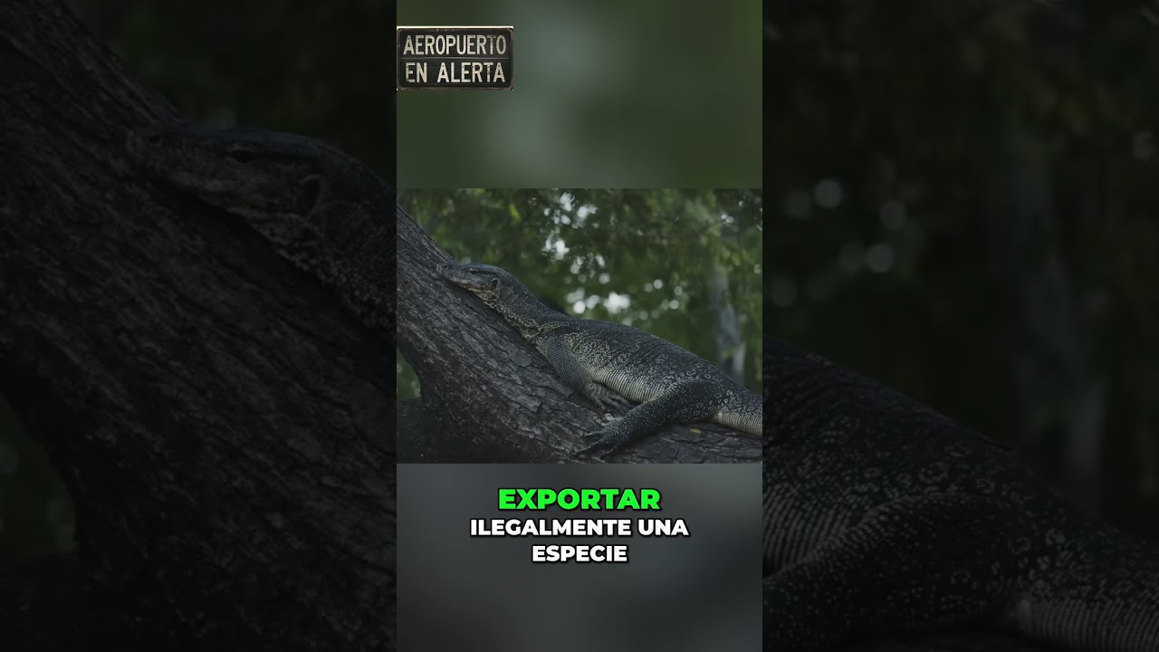 Australia Detiene Contrabandista de Animales Autóctonos #shorts